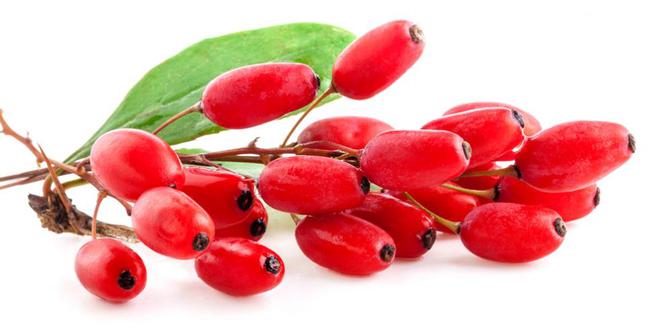 La berbérine bio un principe actif extrait du Berberis vulgaris épine-vinette, contre le diabète de type 2 et anti cancer naturel puissant